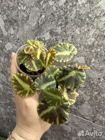 Комнатные растения часть 3