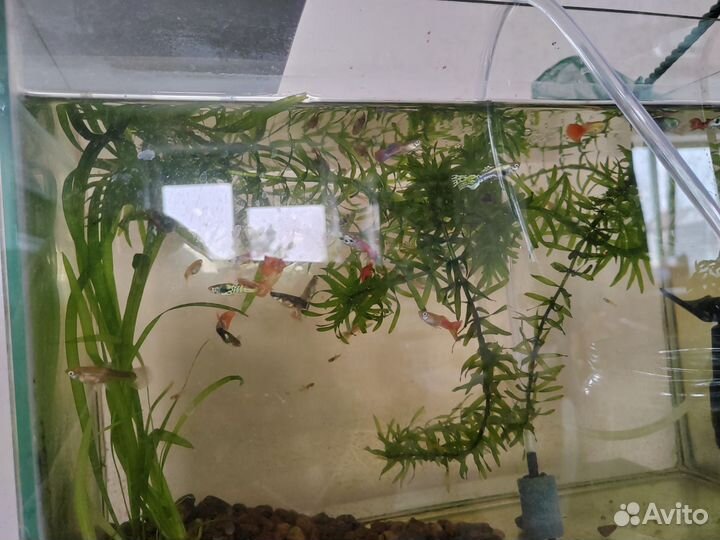 Рыбки - гуппи