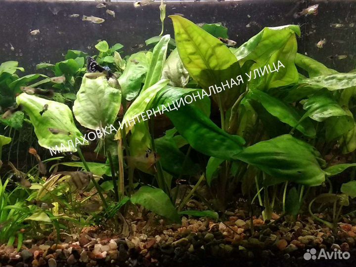 Аквариумные Растения. Доставка