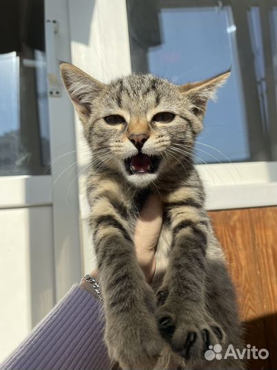 Котёнок бесплатно