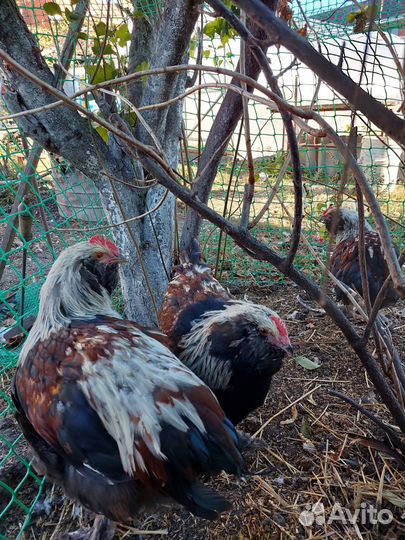 Куры петухи