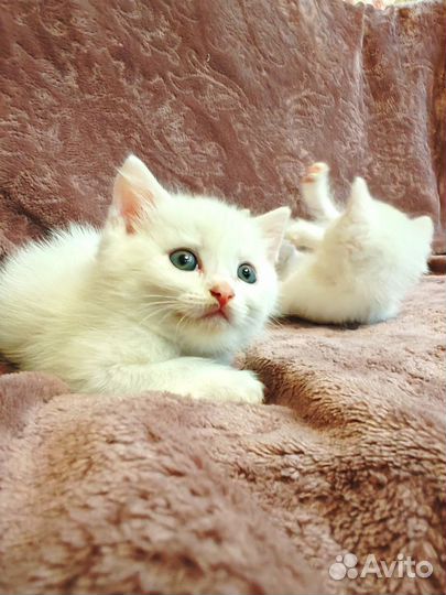 Котята
