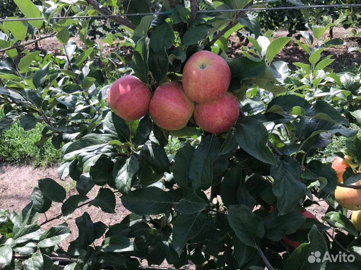 Яблоки оптом