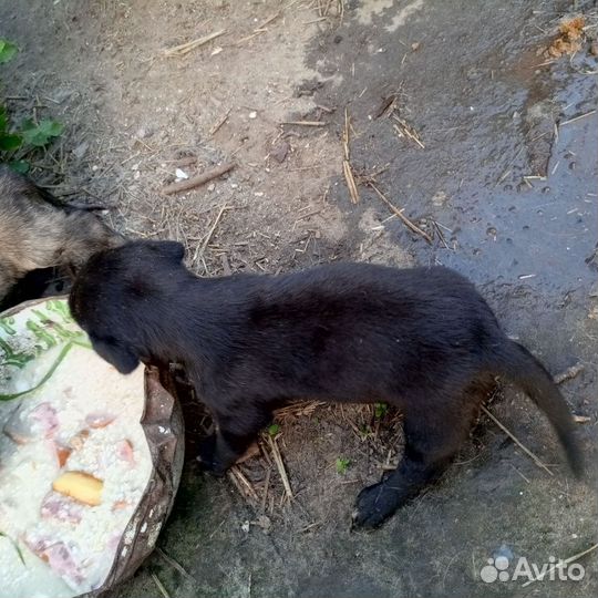 Щенки дворняжки отдаю в добрые руки