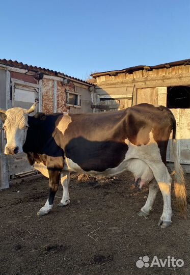 Коровы и телки стельные