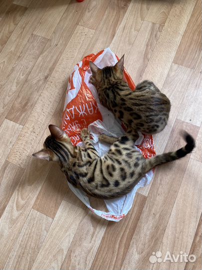 Бенгальские котята