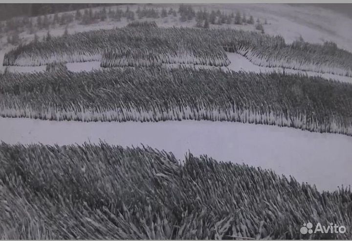 Елка Ель Новогодняя оптом