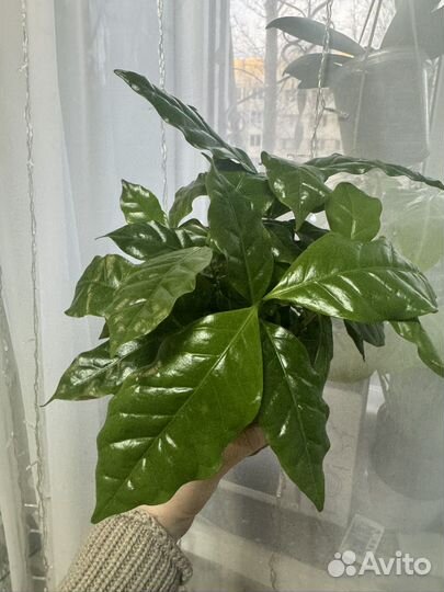 Кофе арабика растение