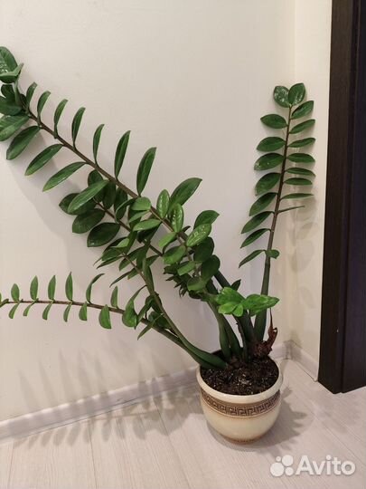 Замиокулькас