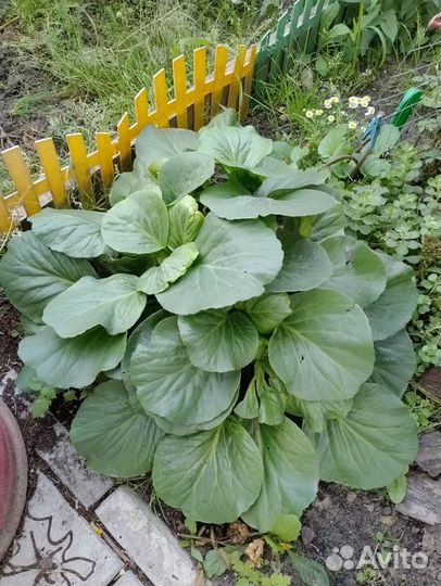 Многолетние цветы
