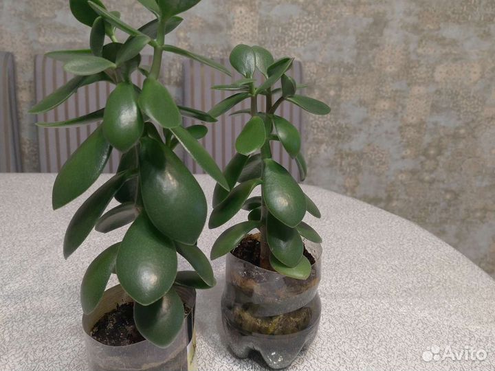 Толстянка денежное дерево