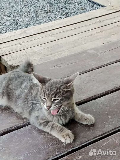 Дымчато- серые котята