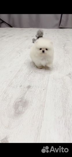 Шикарные померашки