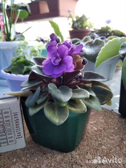 Мини фиалка
