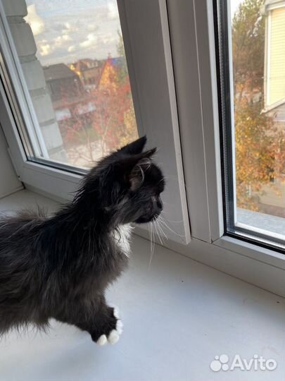 Котенок в добрые руки