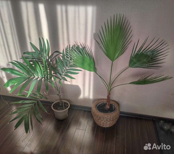 Пальмы веерные Вашингтония и другие большие