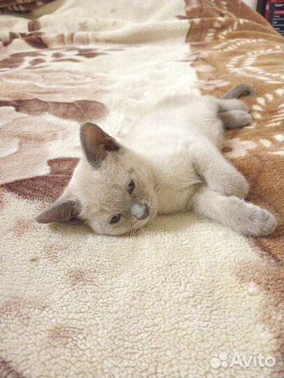 Котенок ласковый девочка