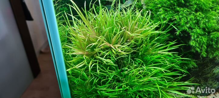 Аквариумные растения