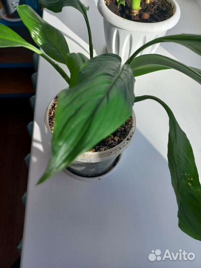 Дримиопсис