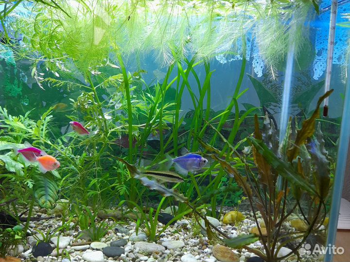 Пистия (аквариумное плавучее растение)