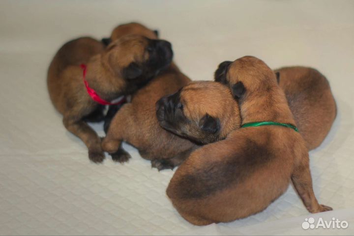 Бельгийская овчарка малинуа щенки