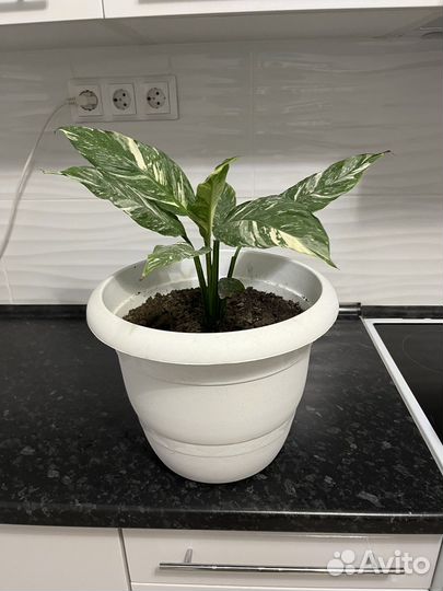 Спатифиллум домино вариегатный