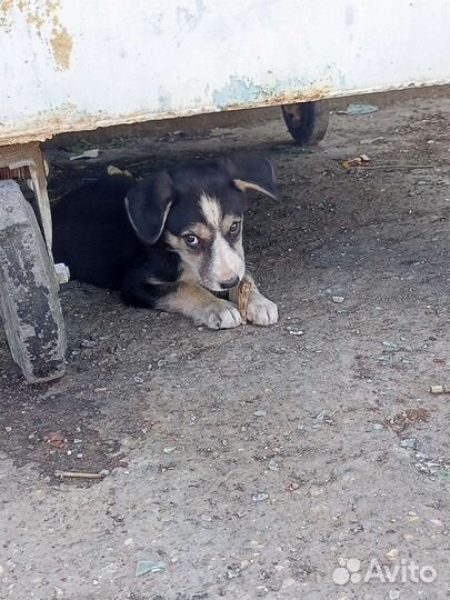 Щенок в добрые руки