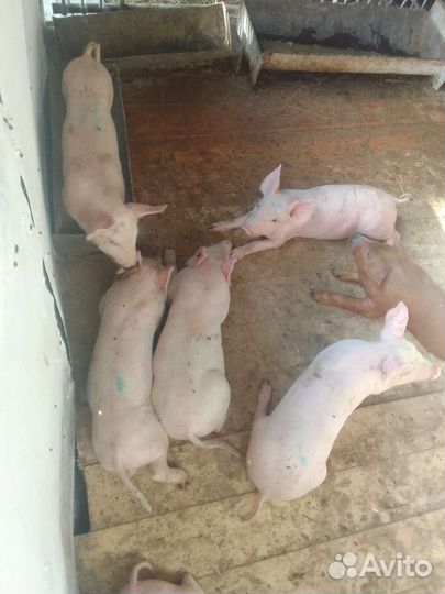 Поросята