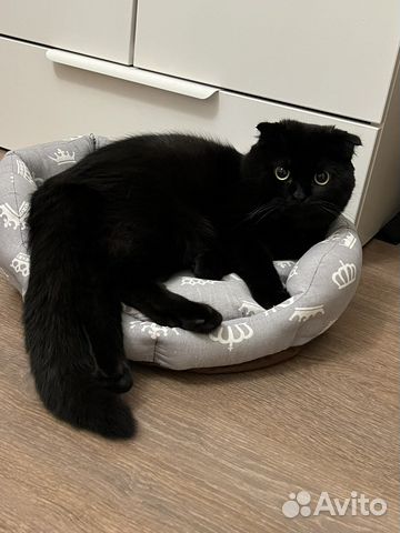 Шотландский кот вязка