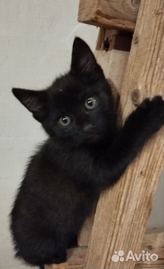 Маленькая пантера