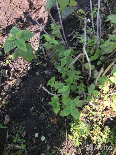 Монарда и хосты - многолетники