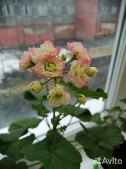 Пеларгония герань