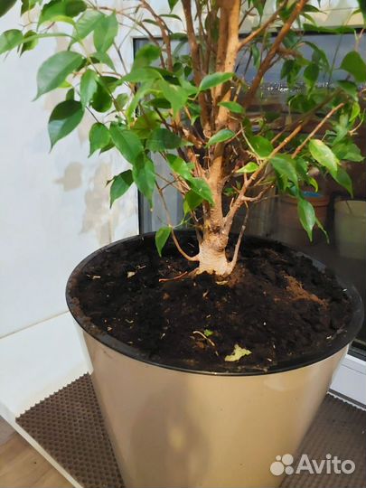 Фикус бенджамина Анастасия