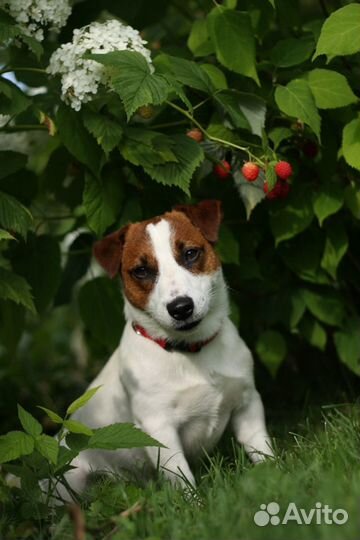 Миниатюрный кобель.Вязка