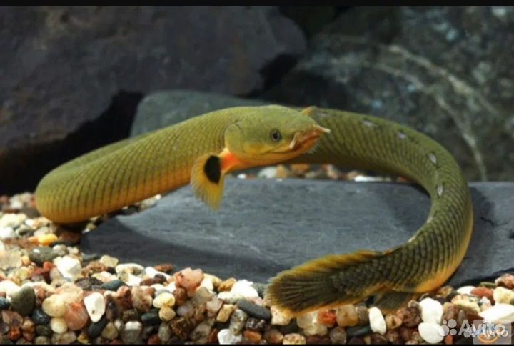 Каламоихт 25см