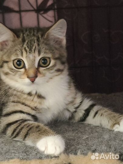 Котенок девочка