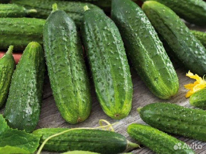 Семена сортовых огурцов собственного сбора