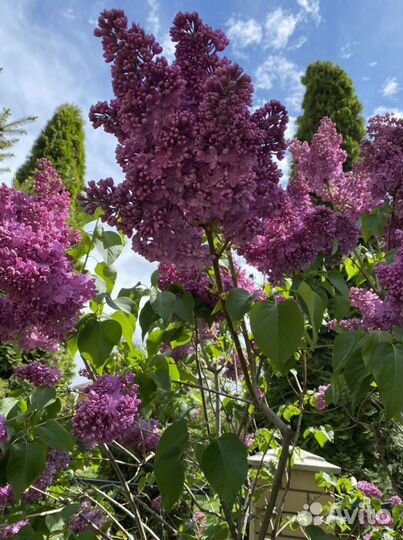 Спирея Японская и Сирень сортовая саженцы