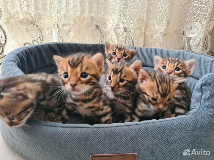 Бенгальская