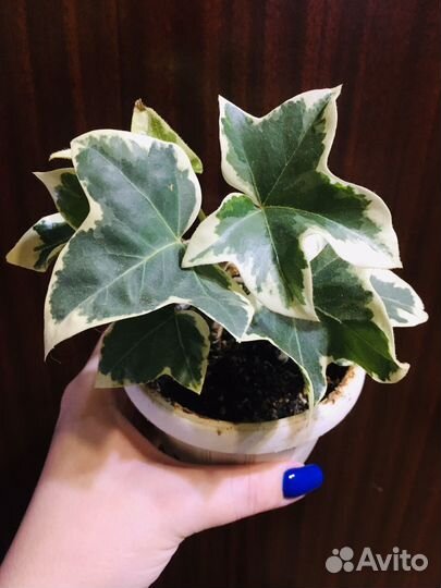 Фатсхедера