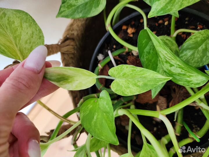 Эпипремнум Марбл квин