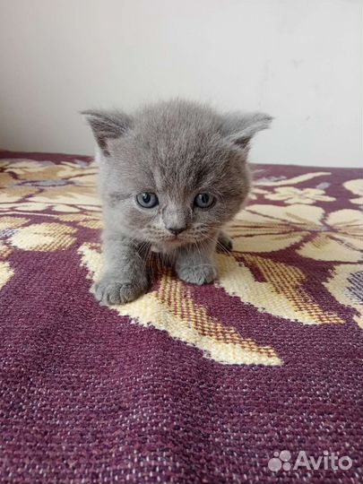 Британские котята