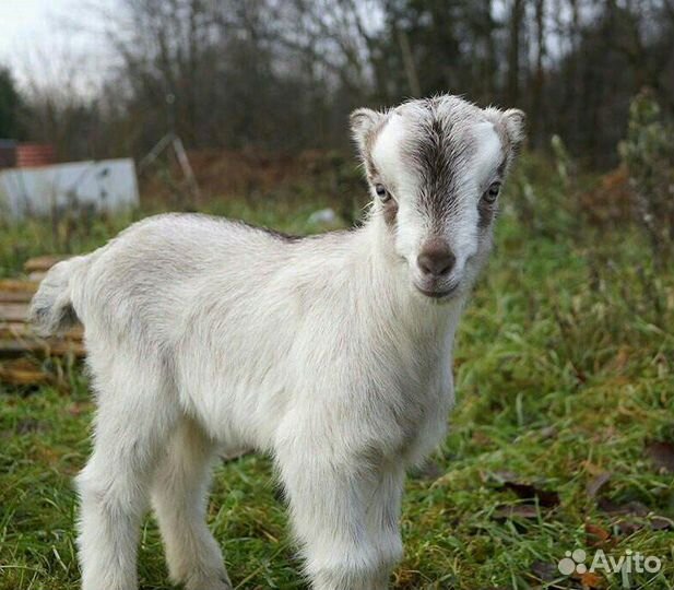 Козочка Ламанча