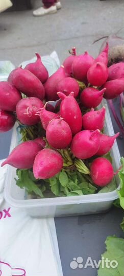 Овощи с грядки, свежая зелень