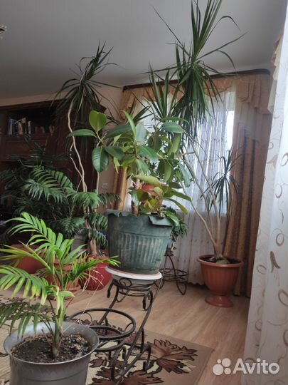 Комнатные растения