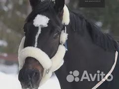 Недоуздок для лошади натуральный мех Соб