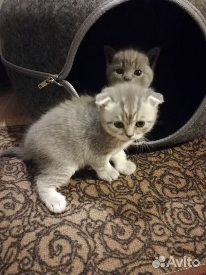 Шотландская