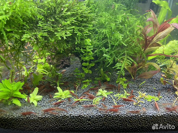 Улитка хелена криветки вишня