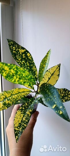 Кротон голд сан