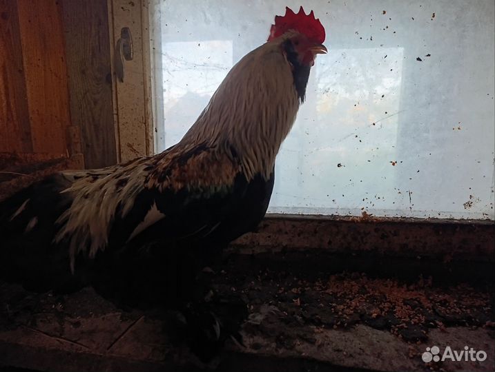 Цыплята, индоутки, гуси